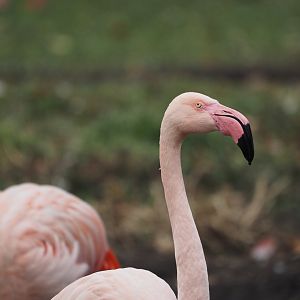 Greater flamingo