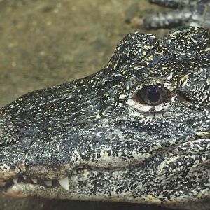 Chinese alligator