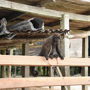 Pet Common Woolly Monkey (Lagothrix lagothricha)