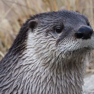 North American river otter