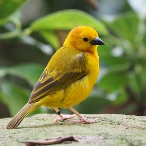 Taveta golden weaver