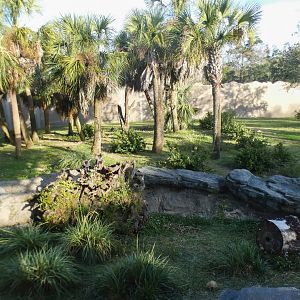 Jan. 2022 - African Forest - Half Acre Gorilla Exhibit - Middle View