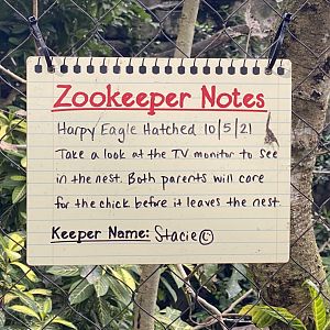 Harpy Eagle Chick Signage