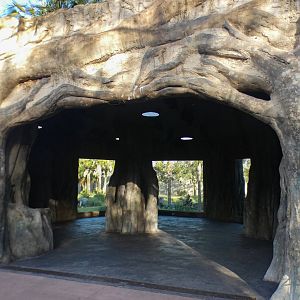 Jan. 2022 - African Forest - Gorilla Shelter Viewing