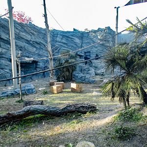 Jan. 2022 - African Forest - Second Bonobo Exhibit