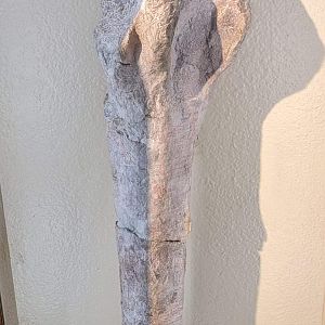 Gryposaurus sp. tibia