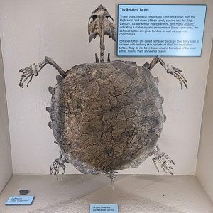 Adocus sp. shell fragment and Aspideretes sp. skeleton (right)