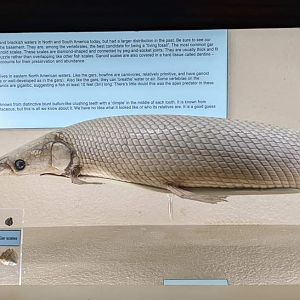 Gar (Lepisosteus sp.)
