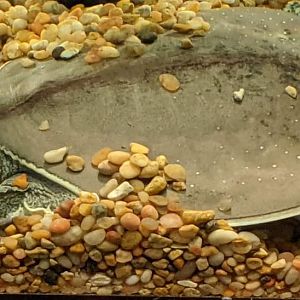 Spiny softshell turtle (Apalone spinifera)