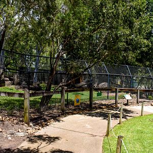 Dingo Enclosure
