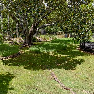 Swamp Wallaby/Pademelon Enclosure