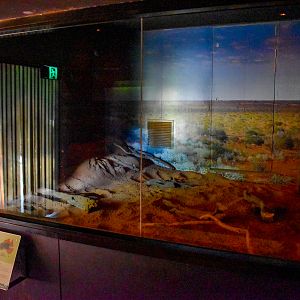 Spinifex Hopping Mice Enclosure