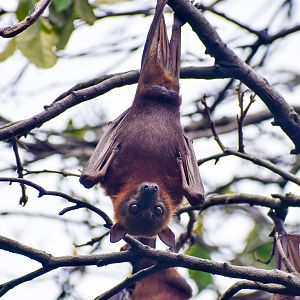 wild - Little Red Flying Fox