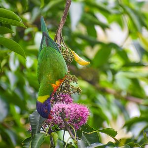 wild - Rainbow Lorikeet