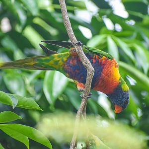 wild - Rainbow Lorikeet