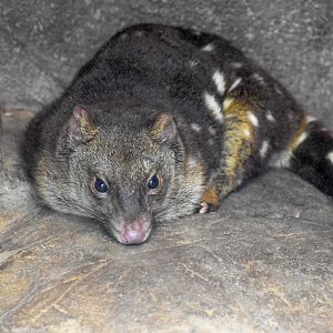 Tiger Quoll