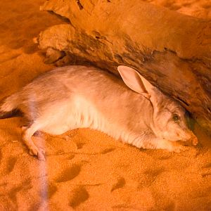 Greater Bilby