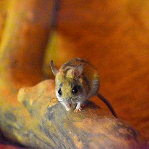 Spinifex Hopping Mouse