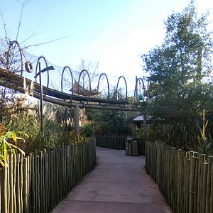Jan. 2022 - African Forest - Overhead Path in Between Bonobo Exhibits