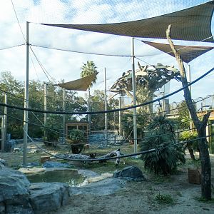 Jan. 2022 - African Forest - First Bonobo Exhibit