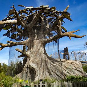 Jan. 2022 - African Forest - Kapok Tree Timeshare Exhibit