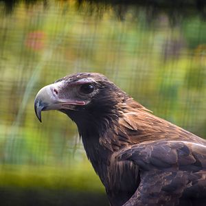 Wedge-tailed Eagle