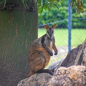 Brush-tailed Rock Wallaby