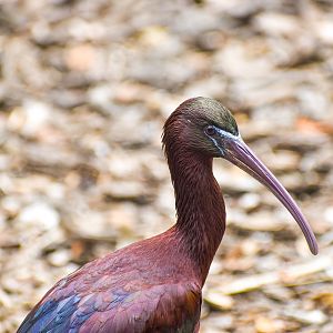 Glossy Ibis