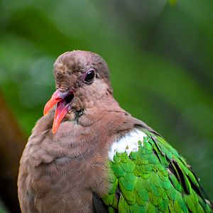 Pacific Emerald Dove