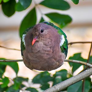 Pacific Emerald Dove