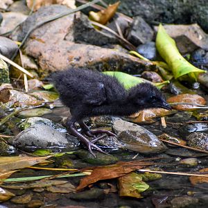 Buff-banded Rail Chick
