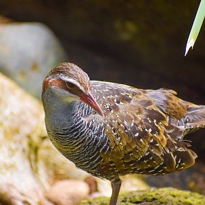 Buff-banded Rail