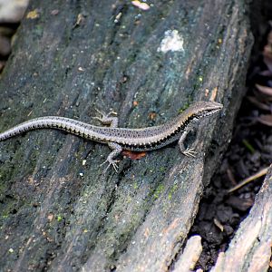 wild - Bar-sided Skink (Concinnia tenuis)