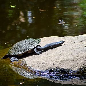 Broad-shelled River Turtle