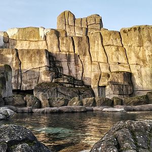 Pacific Walrus exhibit , Eismeer