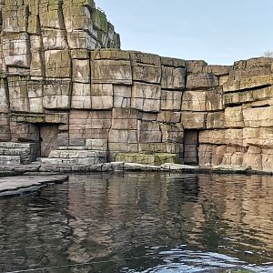 Pacific Walrus exhibit , Eismeer