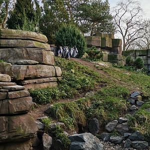 Humboldt Penguin, Eismeer