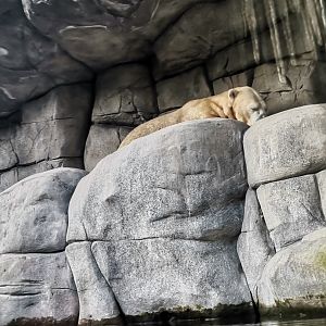 Polar Bear, Eismeer