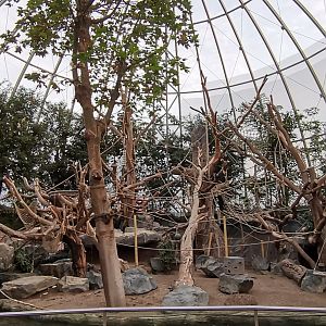 Orangutan Dome