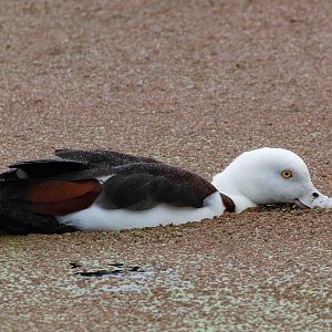 Radjah Shelduck