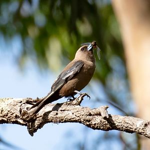 Dusky Woodswallow with dinner