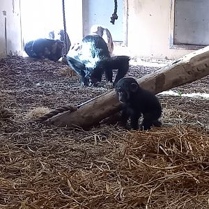 Baby Chimpanzee