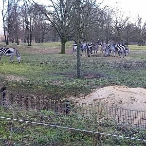 Grant's zebra herd