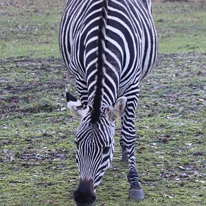 Grant's zebra - Front-side