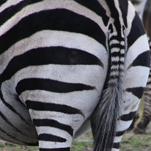 Grant's zebra - back-side