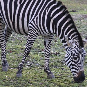 Grant's zebra - side-view
