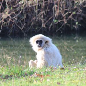White-handed gibbon