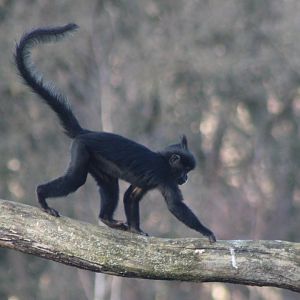 Juvenile Black mangabey