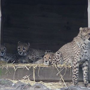 Cheetahs in the nest-box ;)