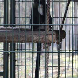 DeBrazza's monkey